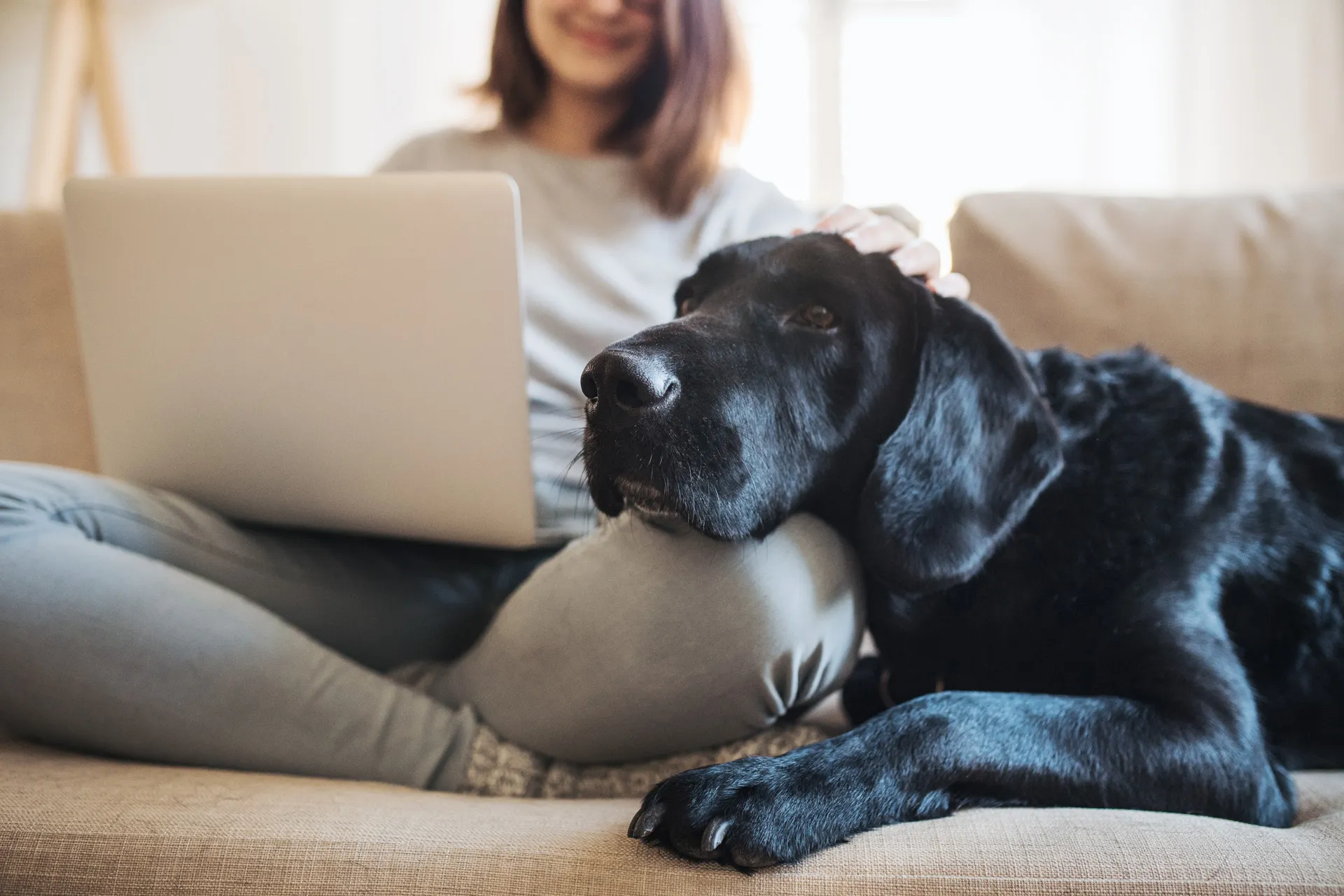 Decesso animale domestico