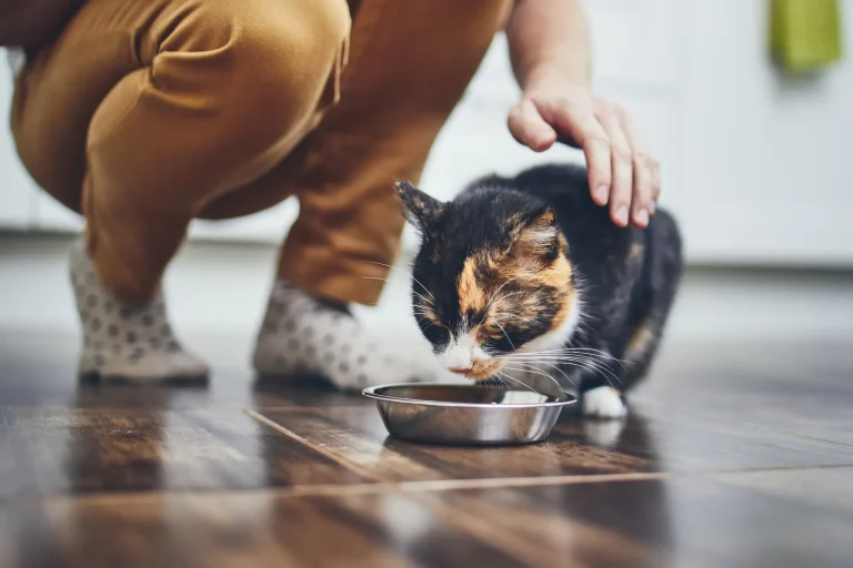 Cremazione di animali domestici