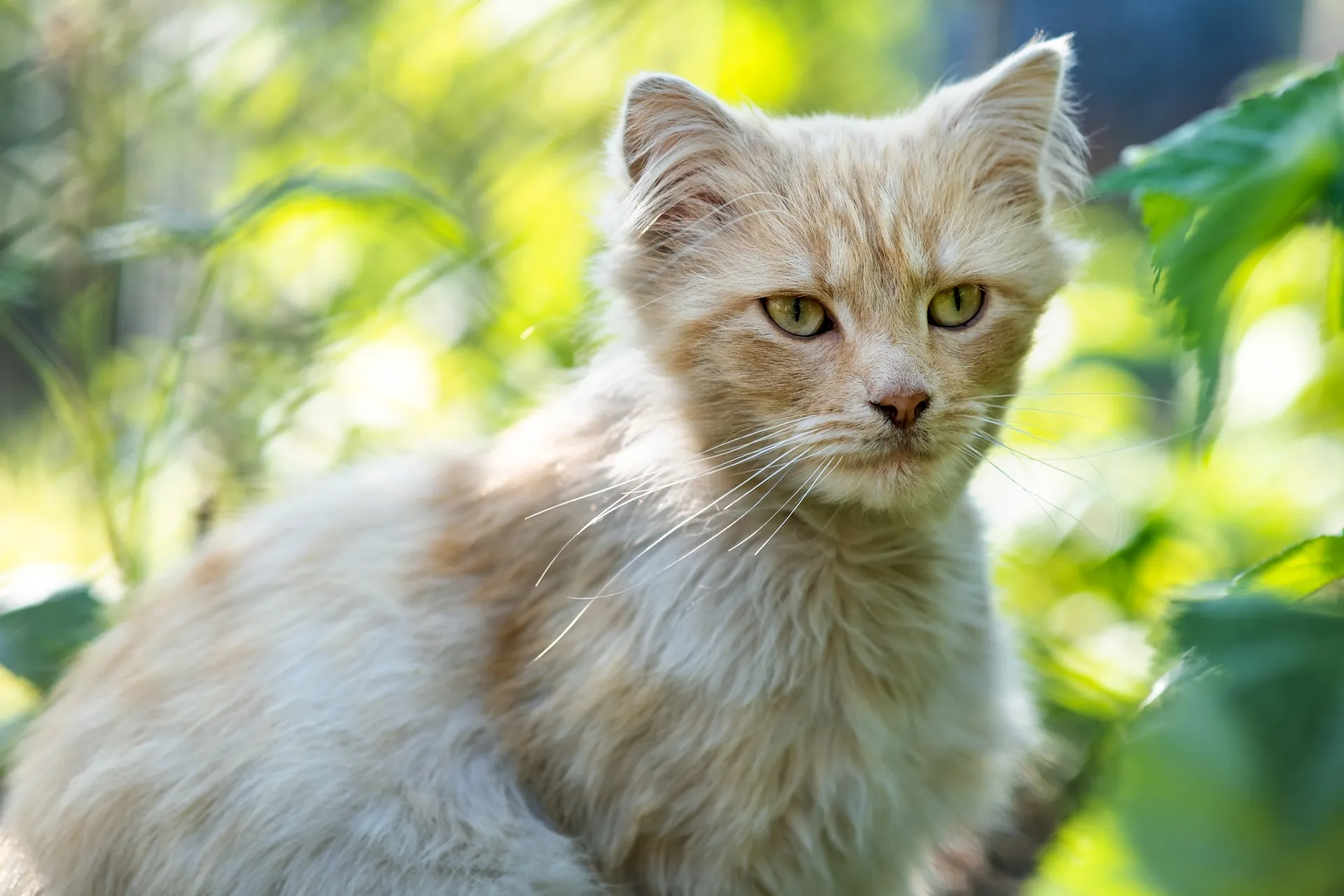 Sepoltura di animali domestici